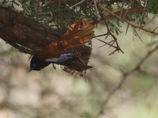<h3><a href="/trips/tanzania/biota/animalia/chordata/aves/040 passeriformes/053 monarchidae/terpsiphone viridis/terpsiphone viridis-nl.html">Terpsiphone&nbsp;viridis</a> / African&nbsp;paradise&nbsp;flycatcher / Afrikaanse&nbsp;paradijsmonarch</h3>OM-1 Mark II met OLYMPUS M.150-400mm F4.5 TC, 1/2000 sec  bij F5.6, ISO 3200, afstand 14.7&nbsp;m
